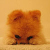 Boo's Puppy Pictures