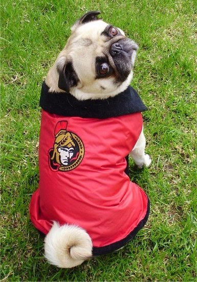 Senators Pug