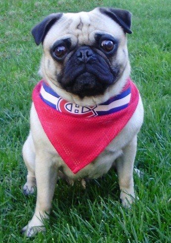 Canadiens Pug