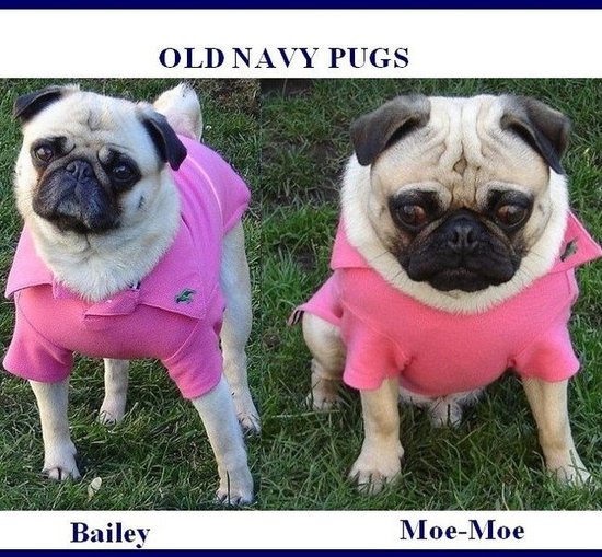 Old Navy Pugs