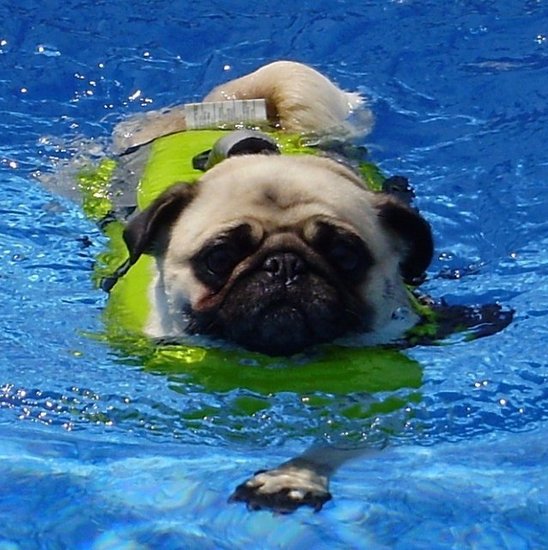 Pug Swimming