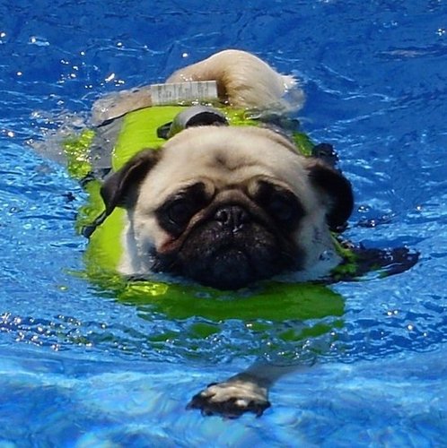 Pug Swimming