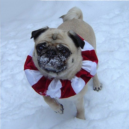 Pug Snow Face