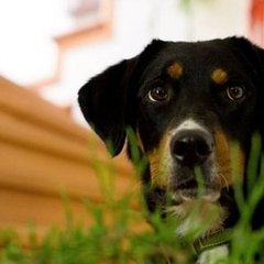 Seasonal Allergy Symptoms in Pets Seasonal Allergy Symptoms in Pets