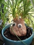 Googly Eyes Gardener