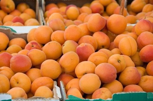 The Spring Fruit: Apricots The Spring Fruit: Apricots