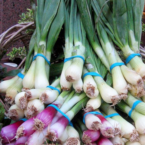 Spring Onions Recipes