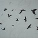 Crow