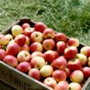 Fiber in Fruits