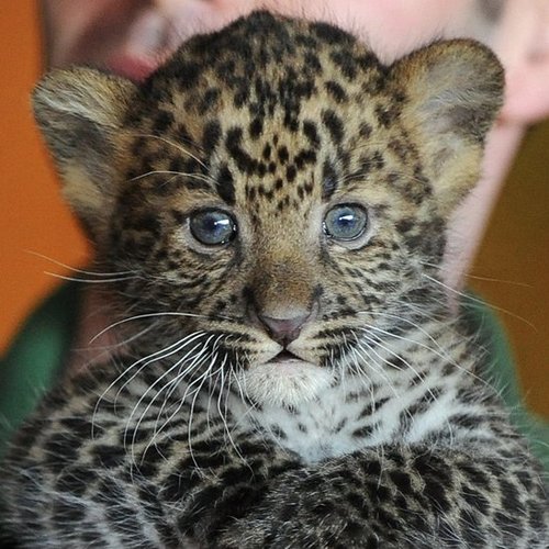 Spot the Differences Between Leopards, Jaguars, and Cheetahs