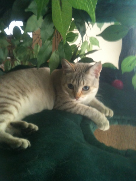 Tiana on her Fantasy Tree