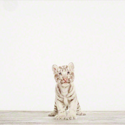 Animal Art For Kids