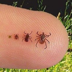 How to Prevent Lyme Disease How to Prevent Lyme Disease