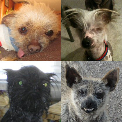 Cute lil Josie, eyeball-less Marco, mischievous Monkey, and motley Mutley Wycuff are definitely up to the competition.
Cute lil Josie, eyeball-less Marco, mischievous Monkey, and motley Mutley Wycuff are definitely up to the competition.