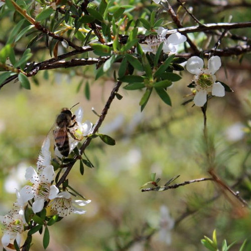 Manuka Honey Manuka Honey