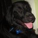 Drake my Lab