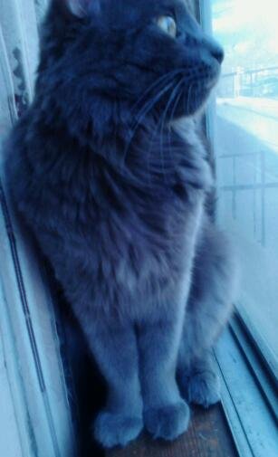my little lion-JAY- my little lion-JAY-