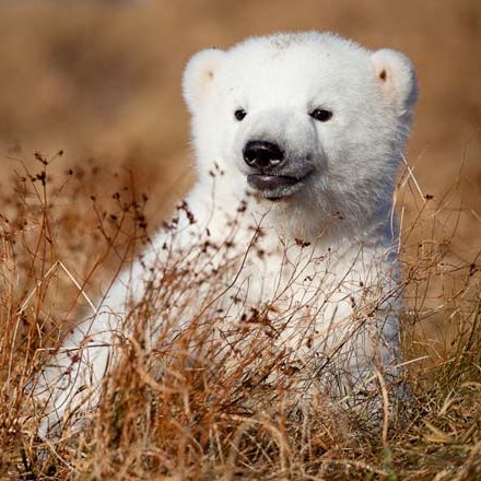 Siku the Polar Bear Summer Photos