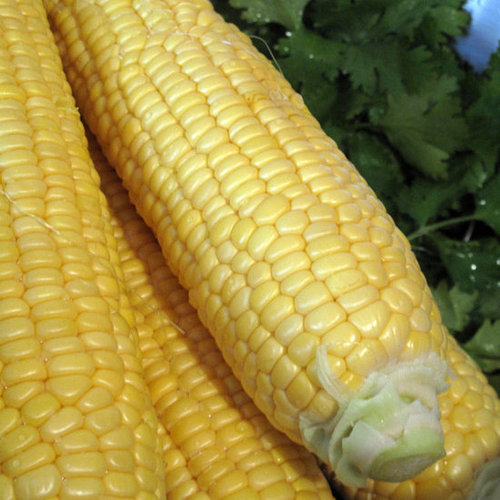 Cilantro-Lovers' Corn Cilantro-Lovers' Corn