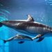 Shedd Aquarium: Chicago, IL