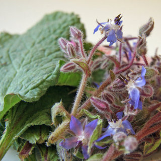 Uses For Borage