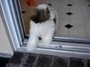 One Big Step For Puppykind . . .