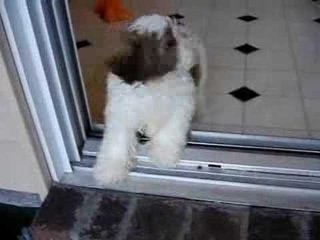 One Big Step For Puppykind . . .