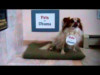 Are Your Pets Howling For Hillary or Sitting For Obama?