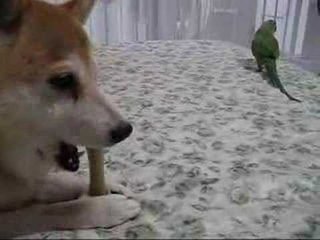 It's a Toss Up: Dog (Sort of) Shares Rawhide with Bird 