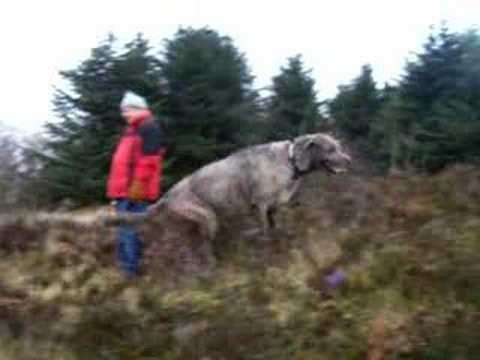 Irish Wolfhounds or Scottish Deerhounds?