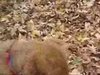 Super-Cute Video: Honey's on the Ball, in the Leaves 