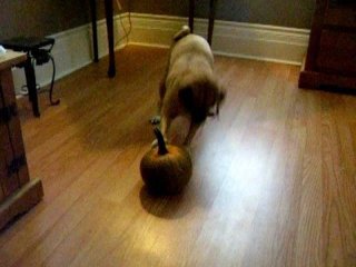 Dog Versus Pumpkin Video: Talullah's Intimidation Tactic