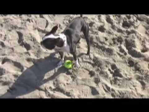 Best Boston Terrier Video Ever (And I'm Not Exaggerating!)