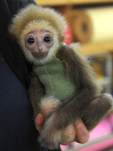 This gibbon's got knit wit.
This gibbon's got knit wit.