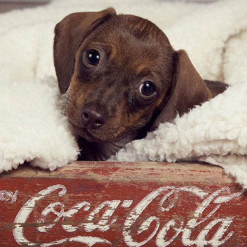Advertising cuteness or advertising Coca-Cola?
Source: Flickr user latteda
Advertising cuteness or advertising Coca-Cola?
Source: Flickr user latteda