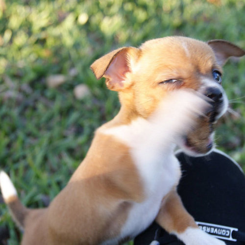 This picture is catching me at a bad angle!
Source: Flickr user Kevin Timothy
This picture is catching me at a bad angle!
Source: Flickr user Kevin Timothy
