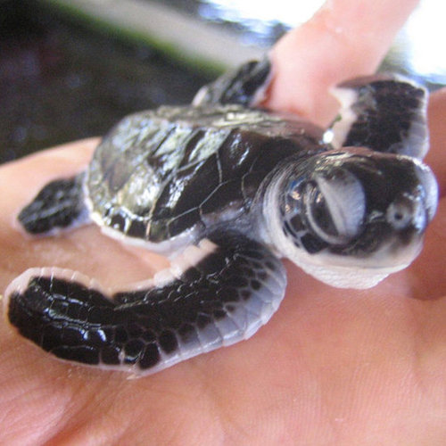 I'm tortoise-ly adorable.
Source: Flickr user Aiden Jones
I'm tortoise-ly adorable.
Source: Flickr user Aiden Jones