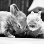 Really Cute Animal Pictures Really Cute Animal Pictures