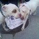 pitbullmama47