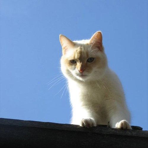 Pictures of Cute Cats on Roofs
