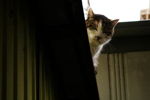 Source: Flickr user ntee
Source: Flickr user ntee