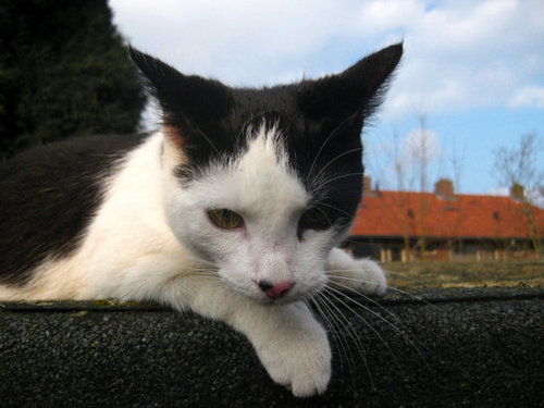Source: Flickr user Cats in trees
Source: Flickr user Cats in trees