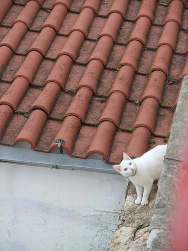 Source: Flickr user FlyingReady
Source: Flickr user FlyingReady