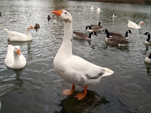 Feed the Ducks Feed the Ducks