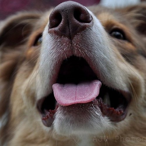 Frozen Pet Treats For Dogs and Cats