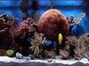 Relax Already:  Get a Fish Tank