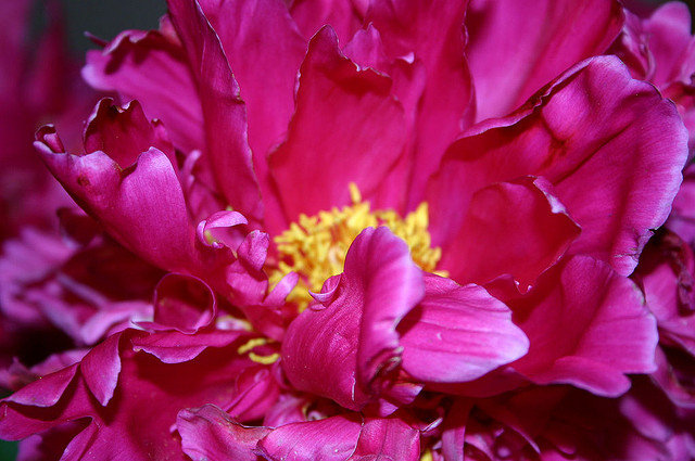 Use Artificial Flowers Use Artificial Flowers