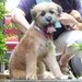 Maggie