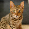 Pictures of Bengal Cats