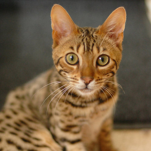 Pictures of Bengal Cats